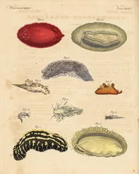 Sea slugs. Handcoloured copperplate engraving from Friedrich Johann Bertuch
