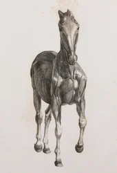 Second dissected layer of a horse, front view