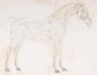 Second dissected layer of a horse, side view