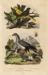 Secretary bird, Sagittarius serpentarius, wild and tame canaries, Serinus canaria