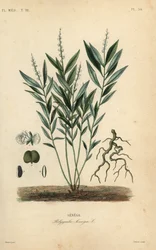 Seneca snakeroot or rattlesnake root, Polygala senega