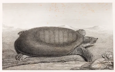 Side View of a Turtle