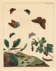 Silver-washed fritillary butterfly, Argynnis paphia, forester moth, Adscita statices, L. or gooseberry moth, Halia vauaria, small copper butterfly, Lycaena phlaeas, dingy skipper, Erynnis tages, and gooseberry bush, Ribes grossularia