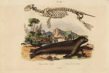 Skeleton of the common seal, Phoca vitulina, and Australian sea lion, Neophoca cinerea