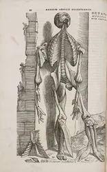 Front view of the bones and deeper muscles of the male human body