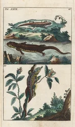 Smooth or Common Triton and Sand Lizard