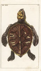 Snack Turtle or Scale Turtle