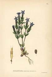 Snow Gentian, Gentiana Nivalis