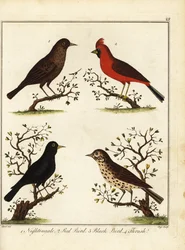 Songbirds: Nightingale, Red Bird, Black Bird and Thrush