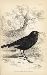 Spectacled Tyrant, Hymenops perspicillatus (Spectacle or White-winged Water-chat, Perspicilla leucoptera)