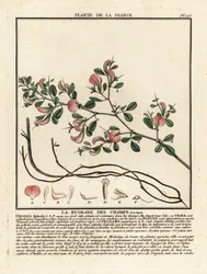Spiny restharrow, Ononis spinosa