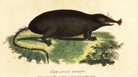 Star-nosed mole, Condylura cristata (1800)