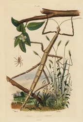 Stick Insects or Phasmids and Wandering Crab Spider