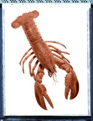 Still Life of Lobster