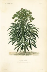 Stinking hellebore, Helleborus foetidus