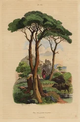 Stone pine, Pinus pinea