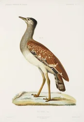 Sudan Bustard, Algeria