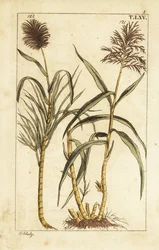 Sugar cane, Saccharum officinarum