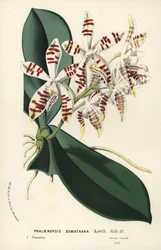 Sumatra phalaenopsis orchid, Phalaenopsis sumatrana. Handcoloured lithograph from Louis van Houtte and Charles Lemaire