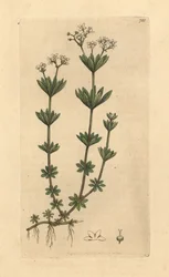 Sweetscented Bedstraw, Galium odoratum (Smith