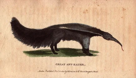 Tamanor or antill (Myrmecophaga tridactyla), a South American mammal that feeds mainly on ants and termites, searching colonies with its long worm-shaped tongue and bringing it back to its palace covered by insects engulfed by its viscous saliva. It is als
