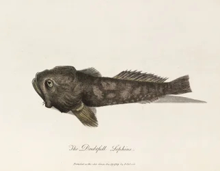 The Doubtful Lophius
