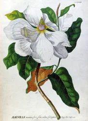 The Magnolia