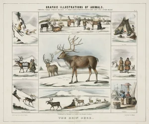 The Rein Deer (c. 1845)