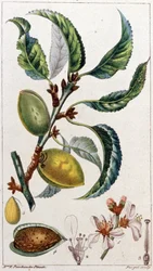 The Almond Tree, c. 1801-1850 (engraving)