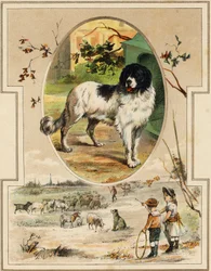 The dog. Engraving in "Mon premier Grand Alphabet". Bernardin-Bechet Edition, Paris, circa 1890. Illustrations by A. des Lilleuls.