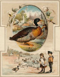 The duck. Engraving in "Mon premier Grand Alphabet". Bernardin-Bechet Edition, Paris, circa 1890. Illustrations by A. des Lilleuls.