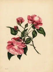 The ever-blowing Rose, Beauty always new