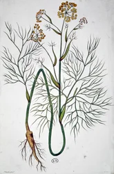 The Fennel, c.1850