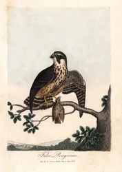 The peregrine falcon. Coloured copper engraving by George Graves, in British Ornithology