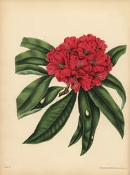 The red-flowered tree Rhododendron, Danger