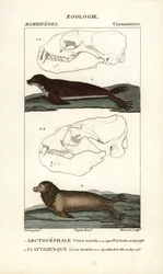 The Sea Bear or Northern Fur Seal and the Sea Lion