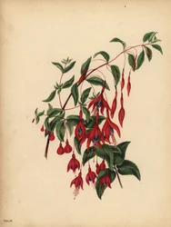 The slender and globose Fuchsia, Fuchsia magellanica, Taste