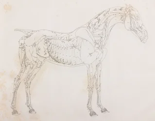 Third dissected layer of a horse, side view