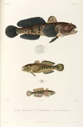 Three Types of Goby, Black Sea