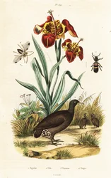 Tiger Iris and Great Tinamou