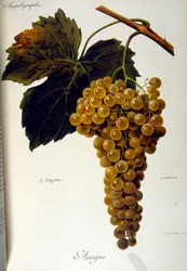 Title page of a French general treatise on Viticulture (Cultivation of Grapes for wine) 1905