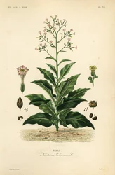 Tobacco plant