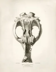 Toxodon Crane, a prehistoric animal found by Charles Darwin near Montevideo, Uruguay during his exploration journey aboard the Beagle. The Zoology of the voyage of H.M.S. Beagle under the command of Captain Fitzroy during the years 1832 to 1836