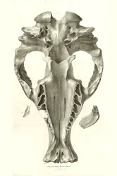 Toxodon Crane, a prehistoric animal found by Charles Darwin near Montevideo, Uruguay during his exploration journey aboard the Beagle. The Zoology of the voyage of H.M.S. Beagle under the command of Captain Fitzroy during the years 1832 to 1836