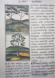 Trees, Wild Cypresses and Firs, Page from Florentine Codex