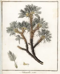 True Astragalus. Lithograph by F. Guimpel, extracted from medical botany by Friedrich Gottlob Haynes