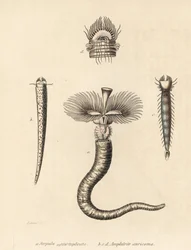 Tubeworm, Serpula vermicularis, and fanworm, Amphictene auricoma. Handcoloured lithograph by Gebhart after an illustration by Zehner from Georg Friedrich Treitschke