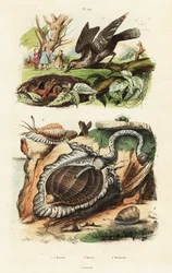 Tun Shells and Eurasian Wryneck