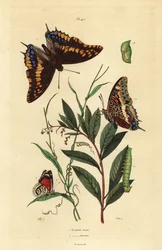 Two-Tailed Pasha or Foxy Emperor with Pupa and Caterpillar, and Cramer