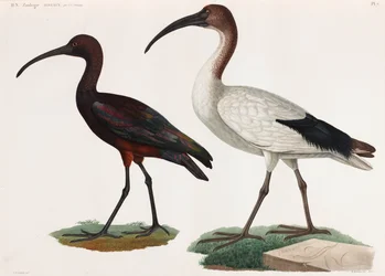 Two Color Illustrations of Birds